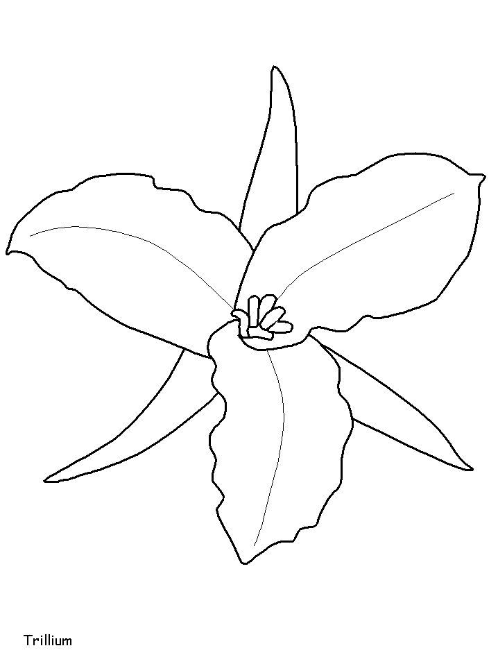 Desenhos de Trillium para colorir