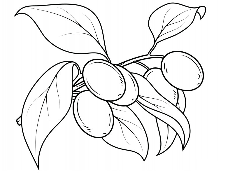 Desenho deRamo de Kumquat para colorir