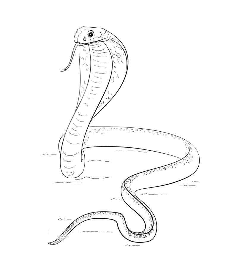 Desenho deUma Cobra para colorir