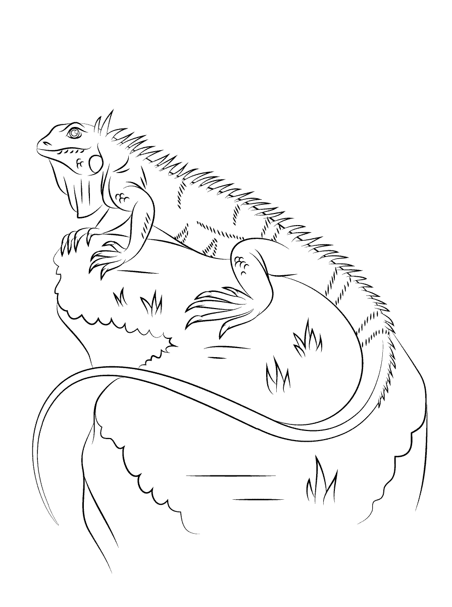 Desenho deIguana para colorir