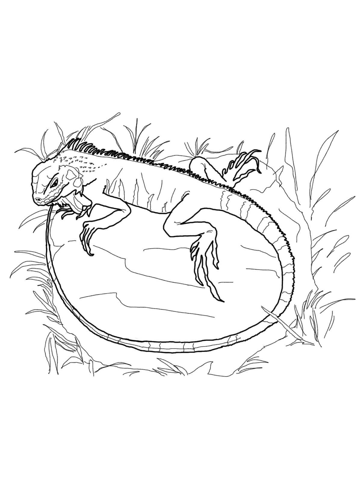 Desenhos de Iguana para colorir