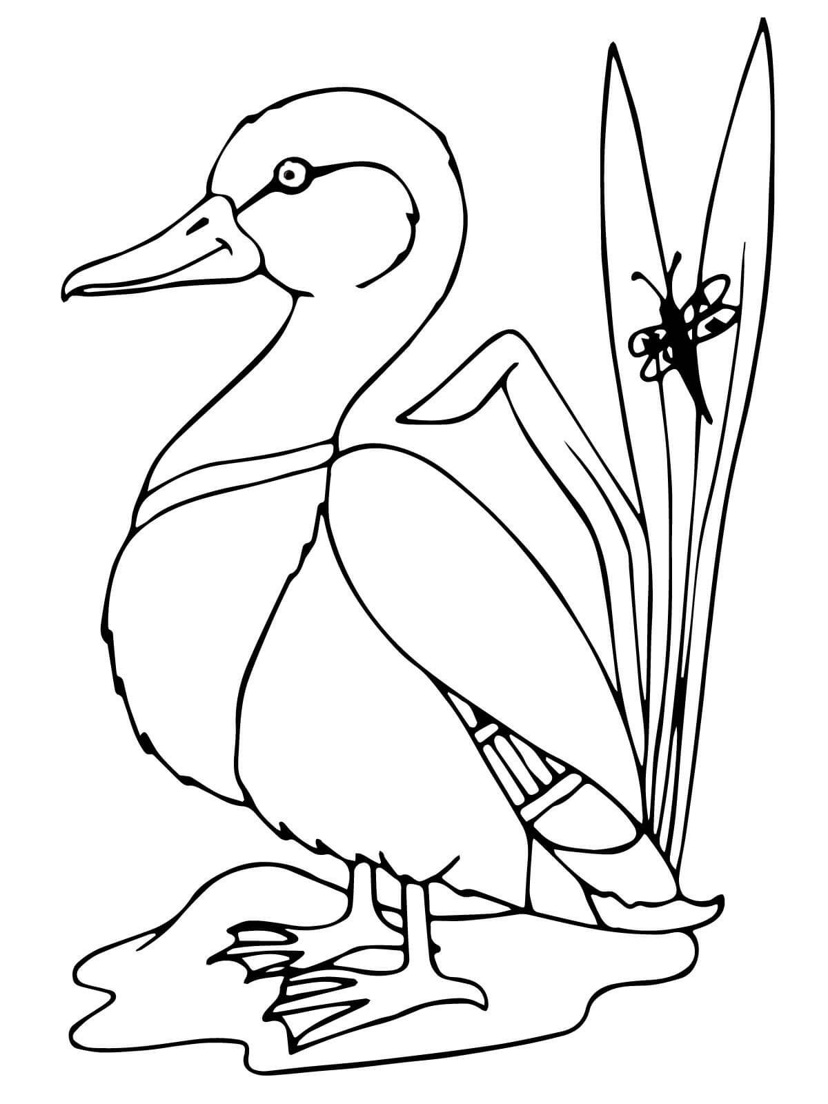 Desenho de Pato Real para colorir