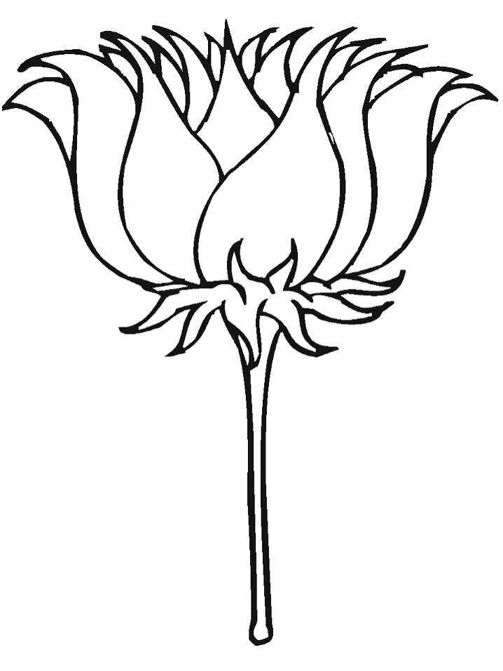 Desenho deLinda Flor de Lotus para colorir