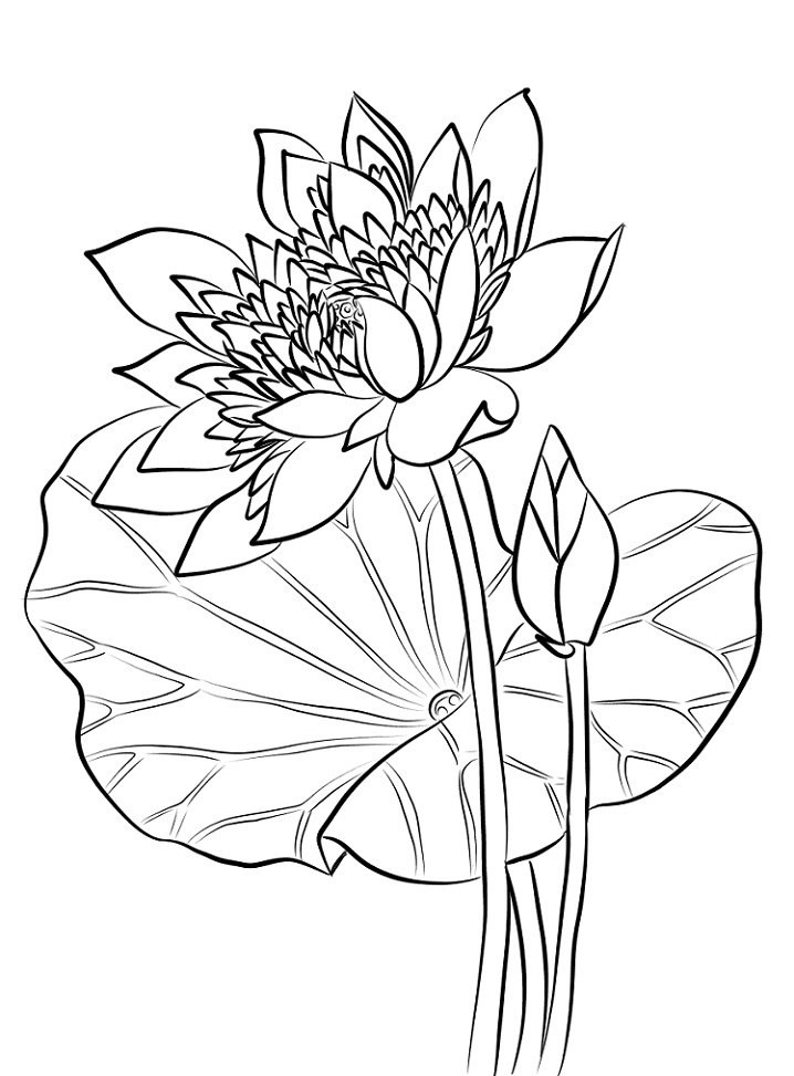 Desenhos de Flor de Lotus para colorir