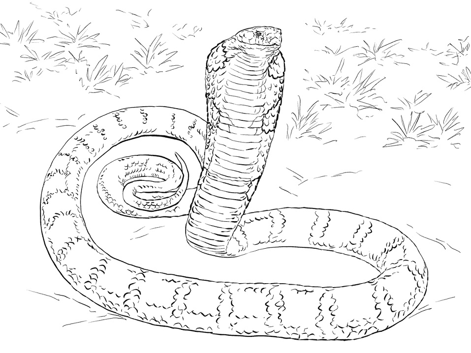 Desenho deCobra real Realista para colorir