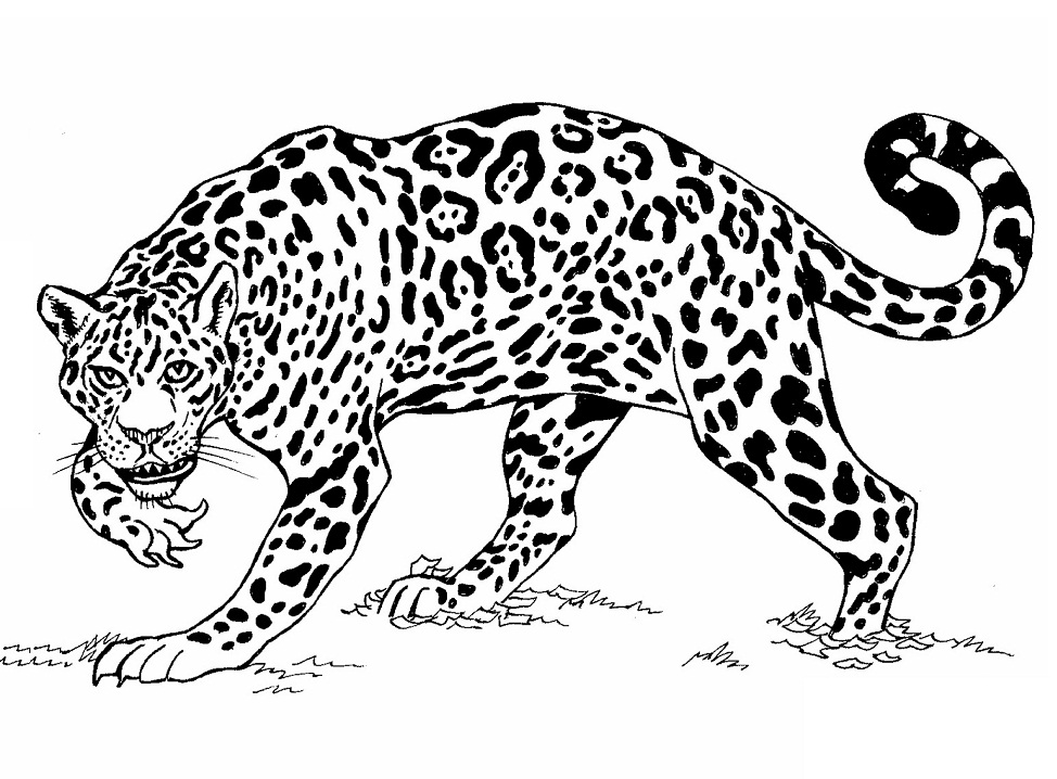 Desenho deOnça Pintada com Garras para colorir