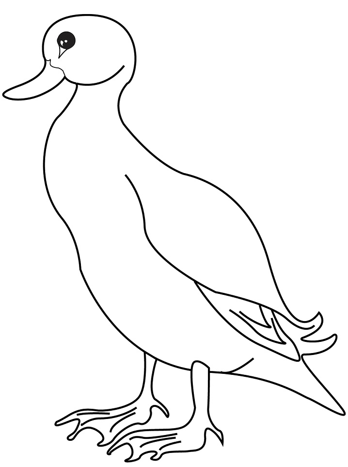 Desenho de Pato para colorir