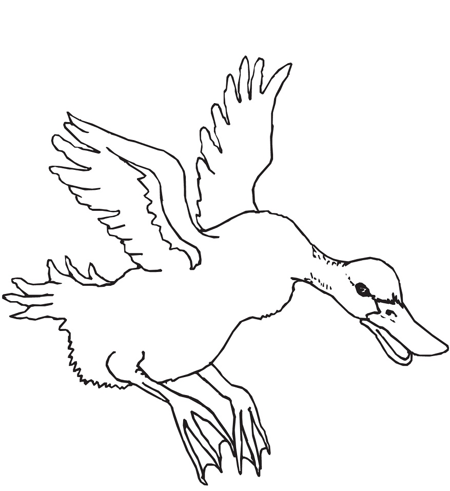 Desenho dePato a Voar para colorir