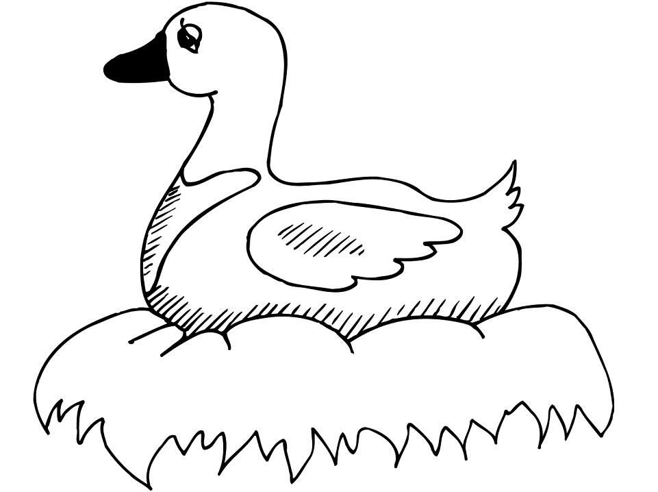 Desenho dePato no Ninho para colorir