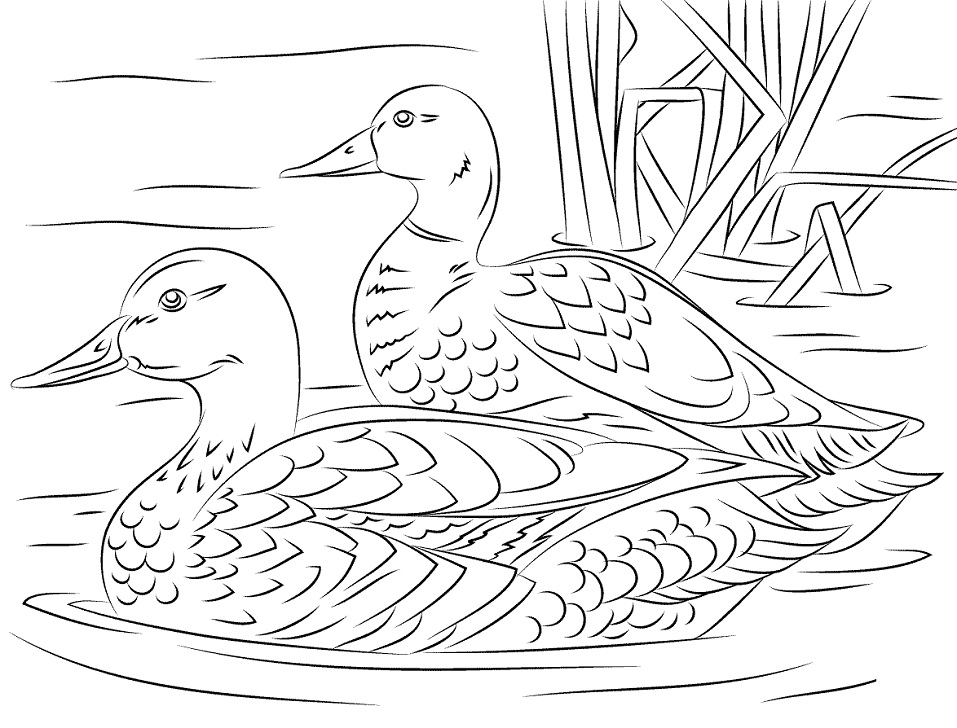 Desenho dePar de Patos reais para colorir