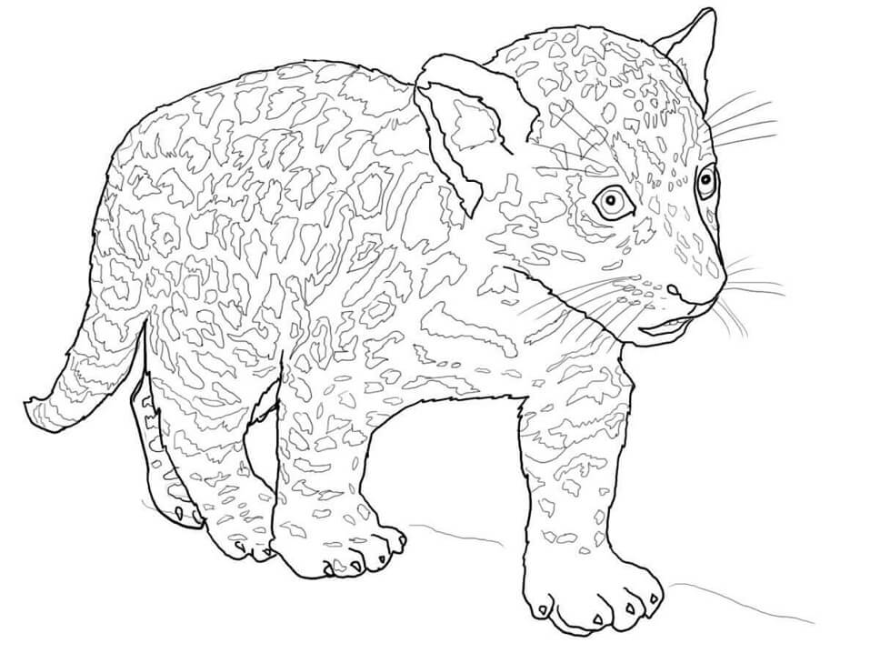 Desenho deBebê Jaguar para colorir