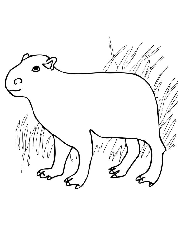 Desenho deAdorável Capivara para colorir