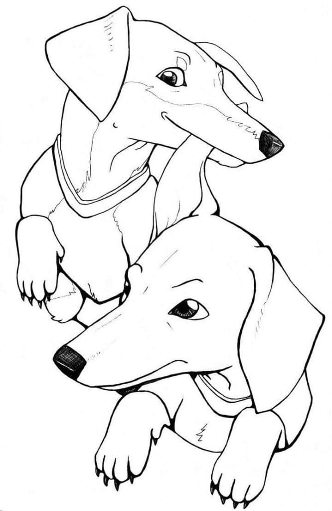 Desenho de Adorável Dachshund para colorir