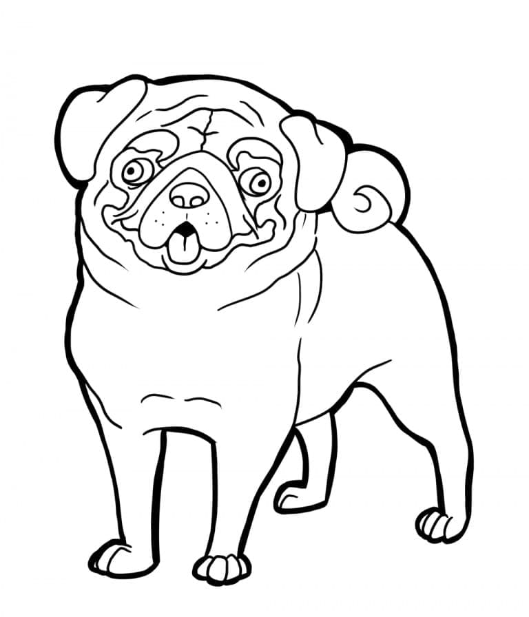 Desenho deAdorável Pug para colorir