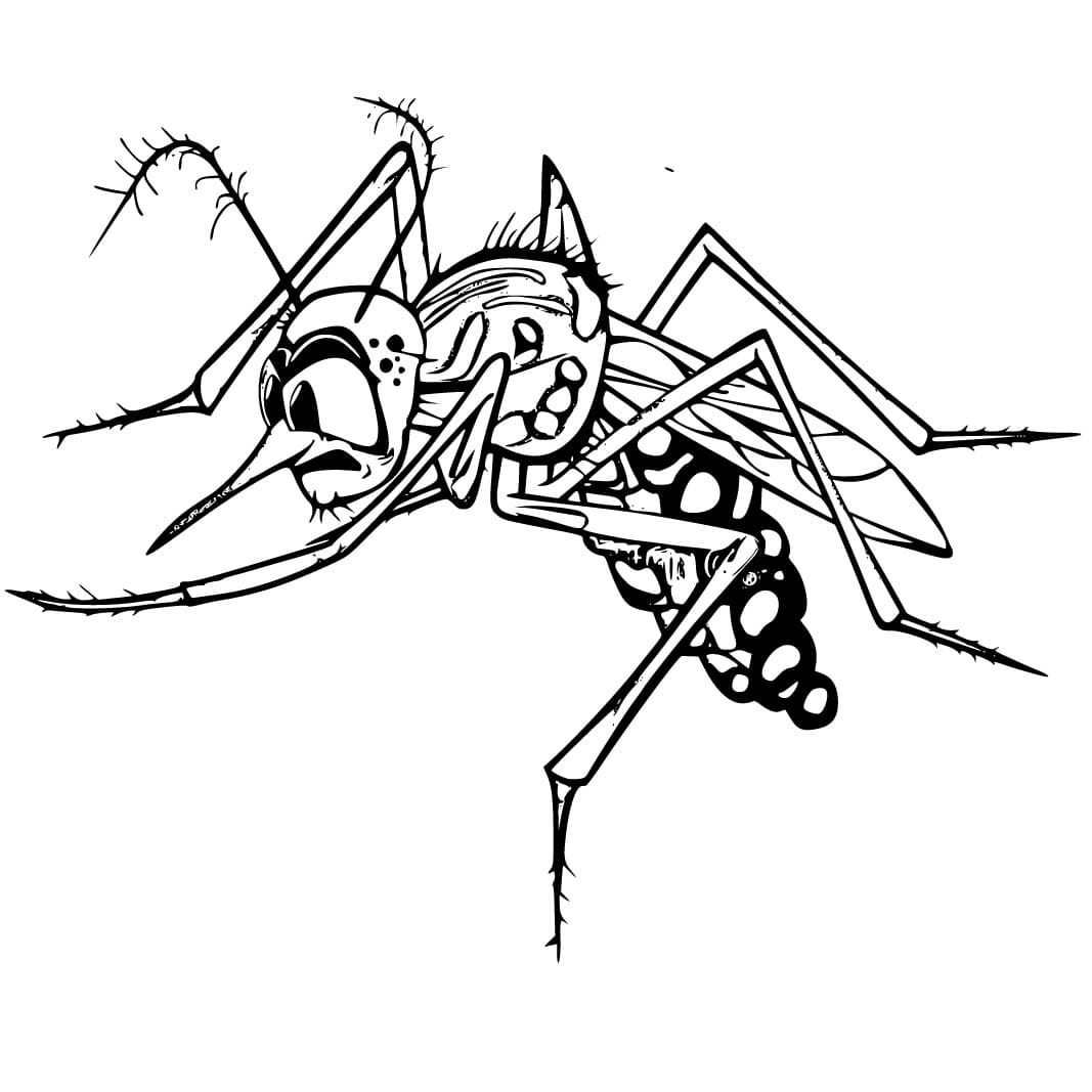 Desenho deAedes Aegypti Feio para colorir