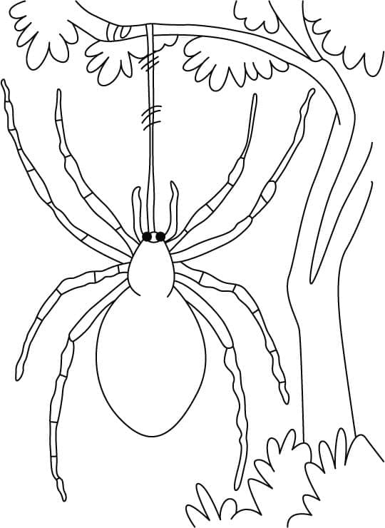 Desenho de Aranha na árvore para colorir