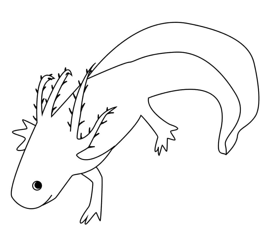 Desenho deAxolote 1 para colorir