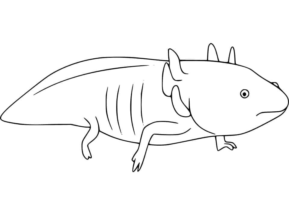 Desenho deAxolote Grátis para colorir