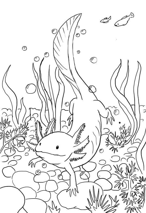 Desenho deAxolote Nadador para colorir