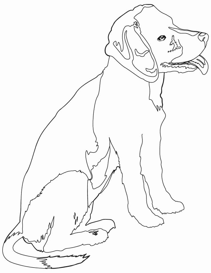 Desenho deBeagle para colorir