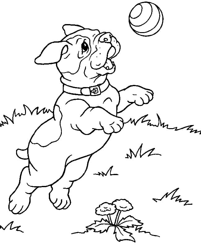 Desenho deBebê Pitbull para colorir