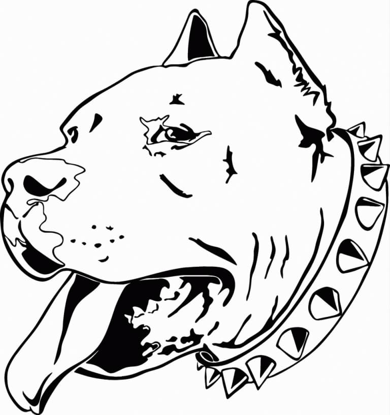 Desenho deCabeça de Pitbull para colorir