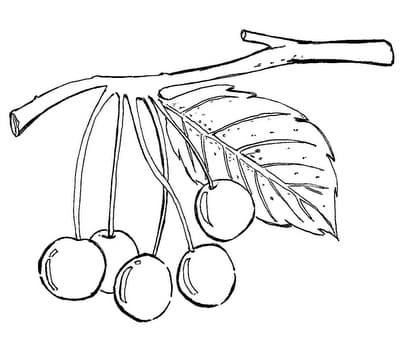 Desenho deCachinho de Jabuticabas para colorir