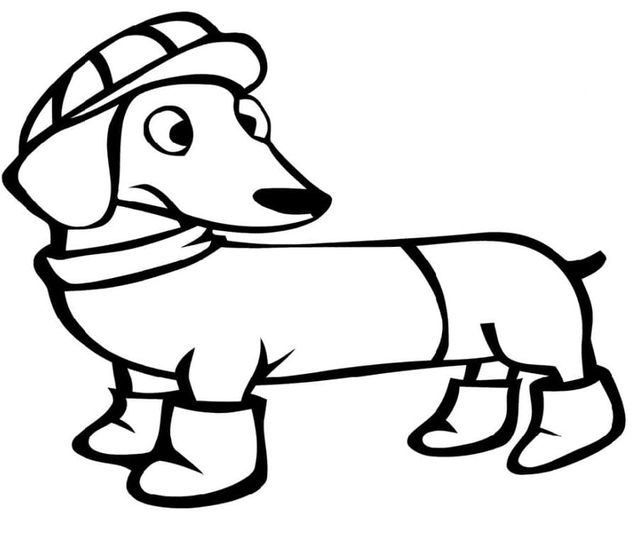 Desenho de Cachorrinho Dachshund para colorir