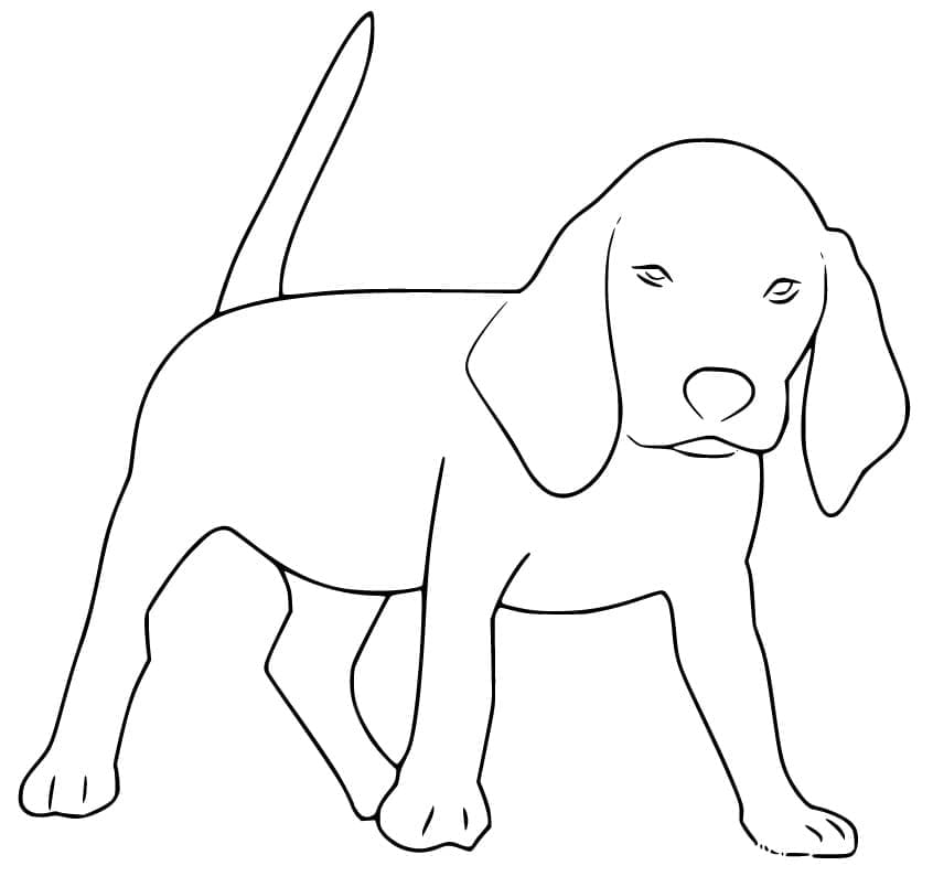 Desenho deCachorro Beagle Grátis para colorir