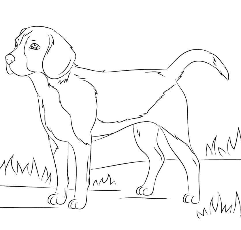 Desenho deCachorro Beagle Grátis Para Crianças para colorir