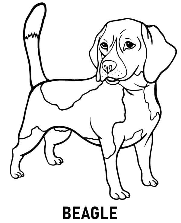 Desenho deCachorro Beagle Imprimível para colorir