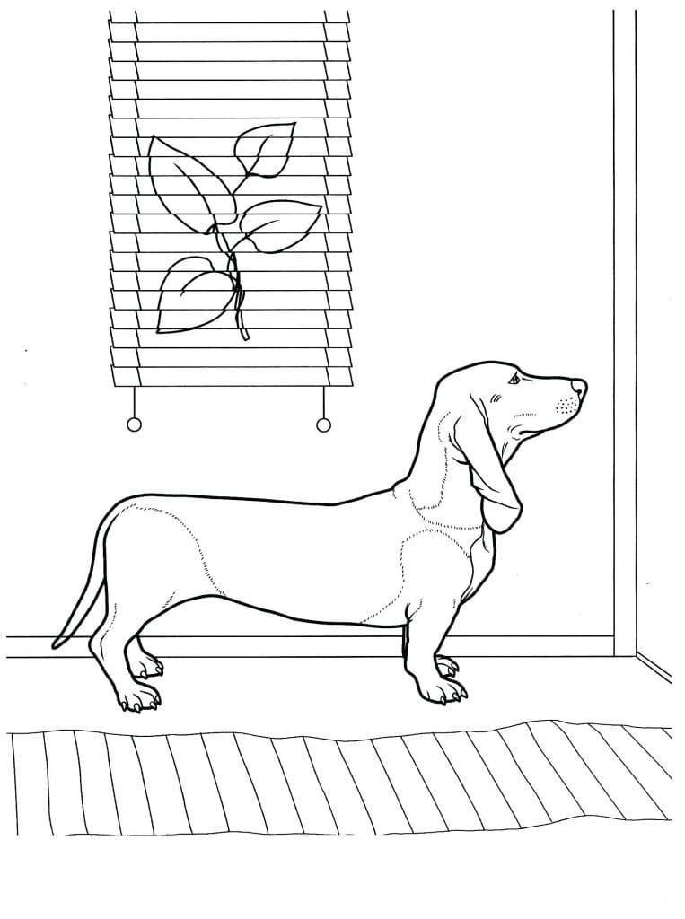 Desenho de Cachorro Dachshund 1 para colorir