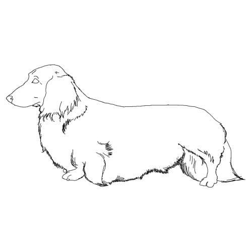 Desenho deCachorro Dachshund 2 para colorir