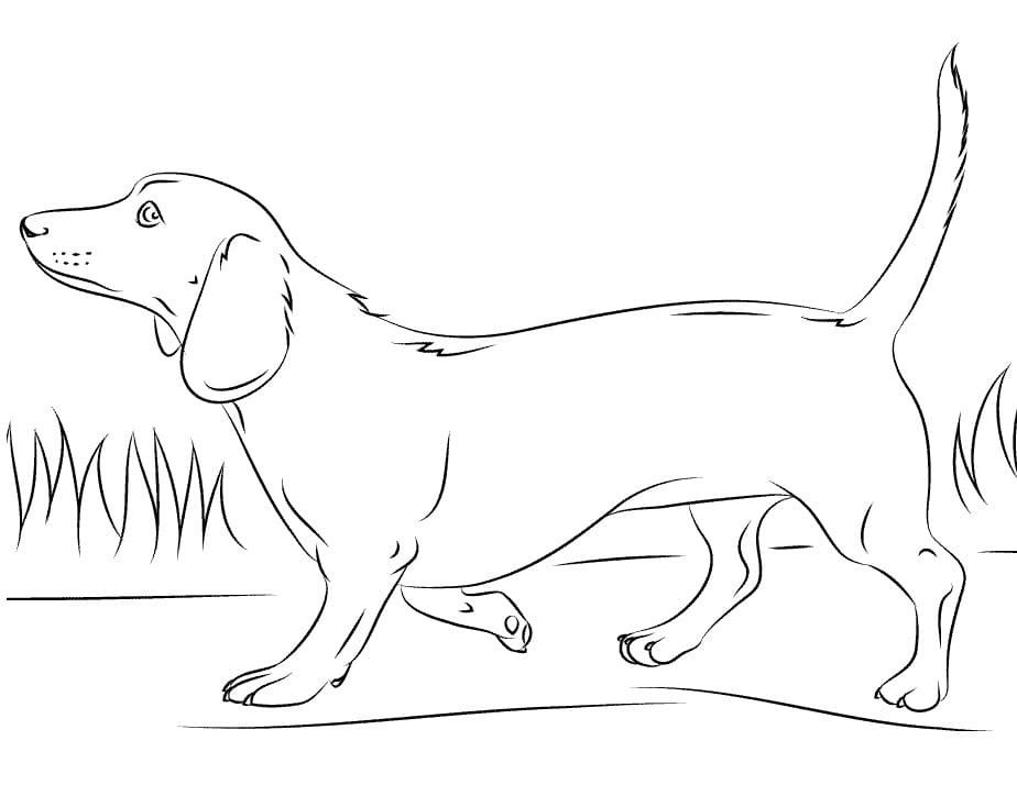 Desenho deCachorro Dachshund 3 para colorir