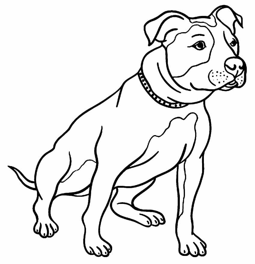 Desenho deCachorro Pitbull para colorir