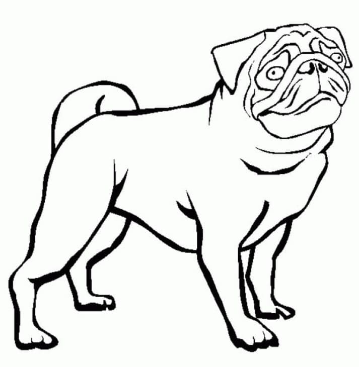 Desenho deCachorro Pug Engraçado para colorir