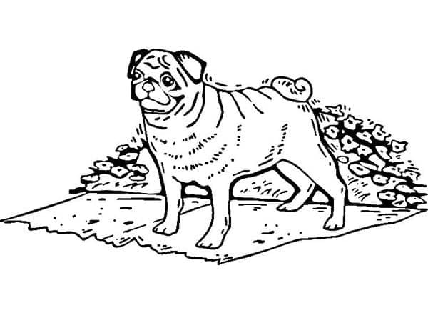 Desenho deCachorro Pug Grátis para colorir