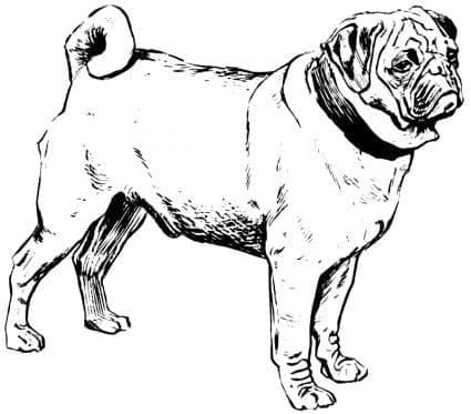 Desenho deCachorro Pug Normal para colorir