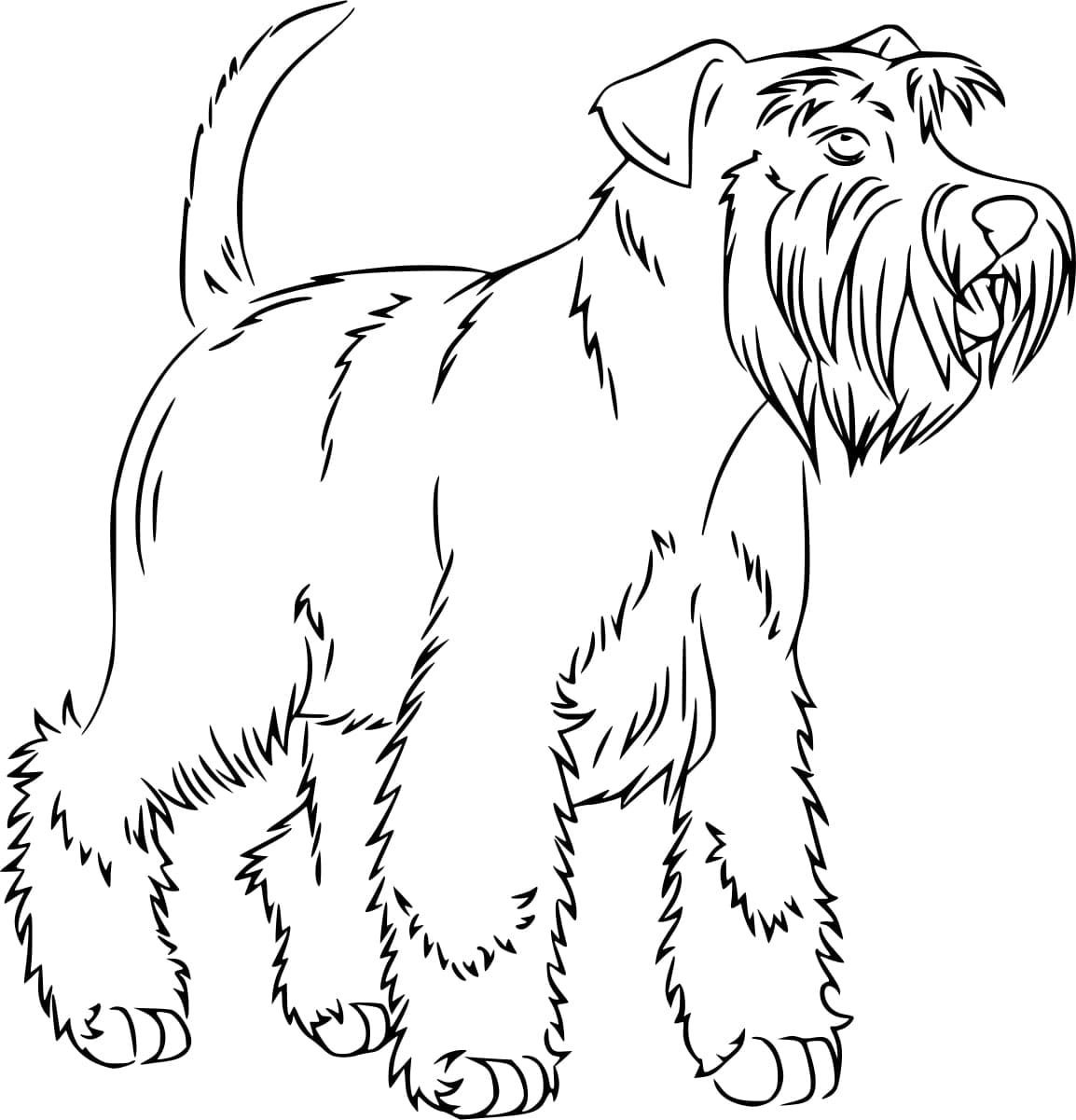 Desenho deCachorro Schnauzer para colorir