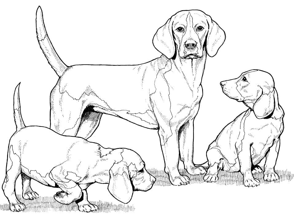 Desenho deCães Beagles para colorir