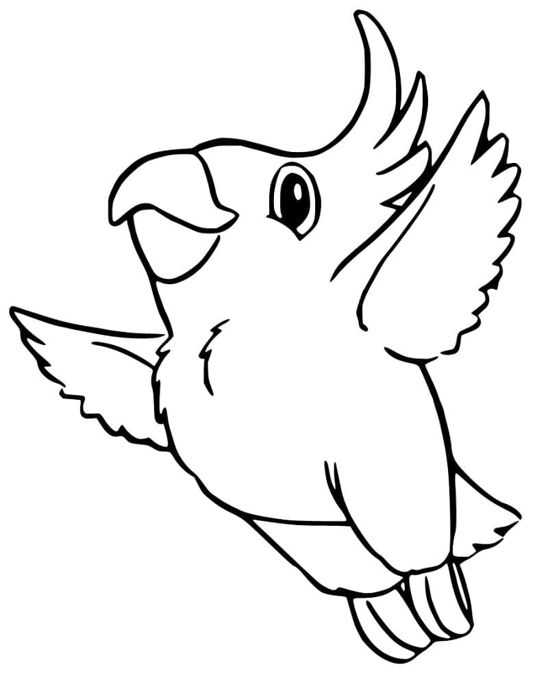 Desenho deCalopsita Fofa para colorir