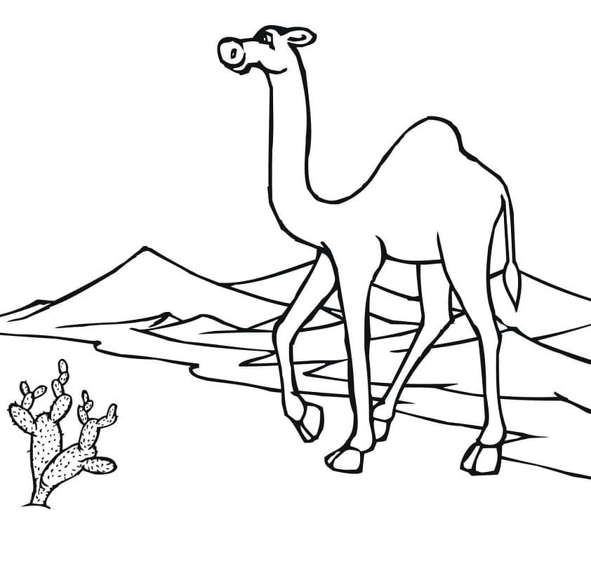 Desenho deCamelo no Deserto para colorir