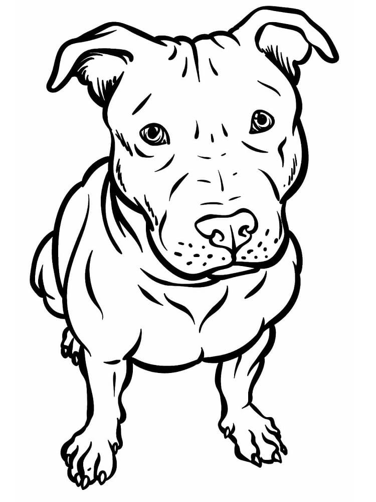 Desenho deCão Pitbull para colorir