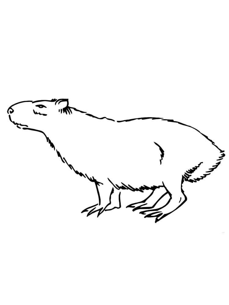 Desenho deCapivara 1 para colorir