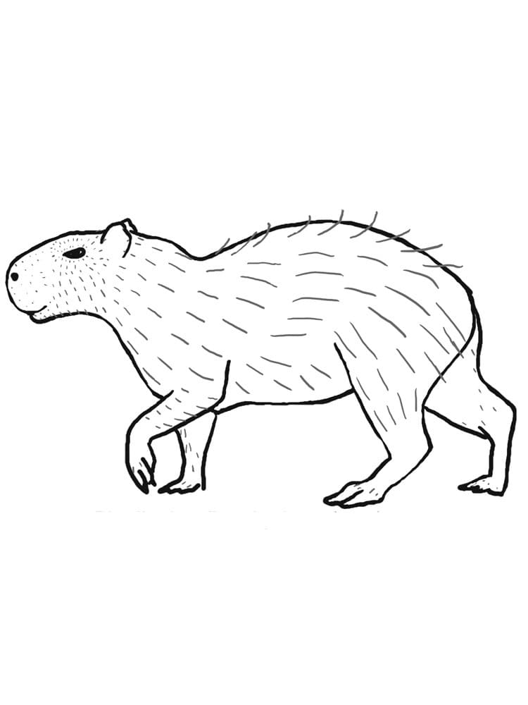 Desenho deCapivara Andando para colorir