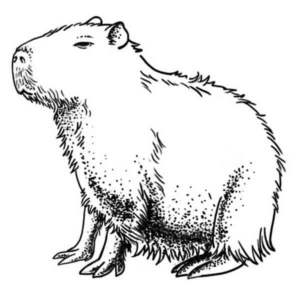 Desenho deCapivara Grátis Para Crianças para colorir