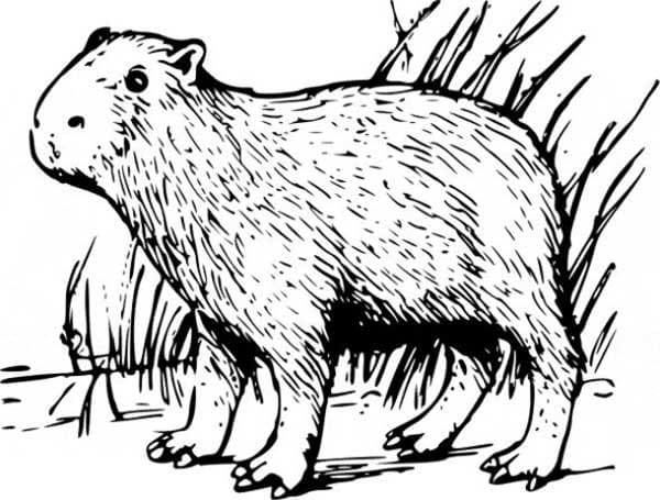 Desenhos de Capivara para colorir