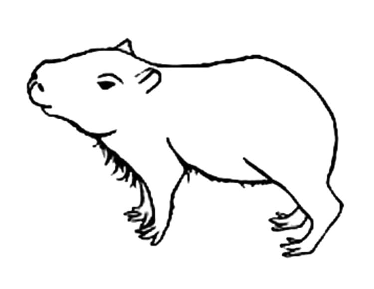 Desenho deCapivara Pequena para colorir