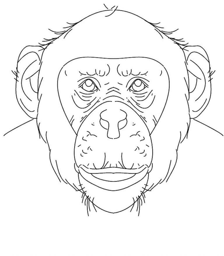 Desenho deCara de Chimpanzé para colorir