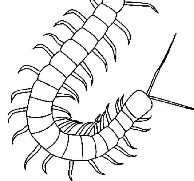 Desenho deCentopéia 1 para colorir